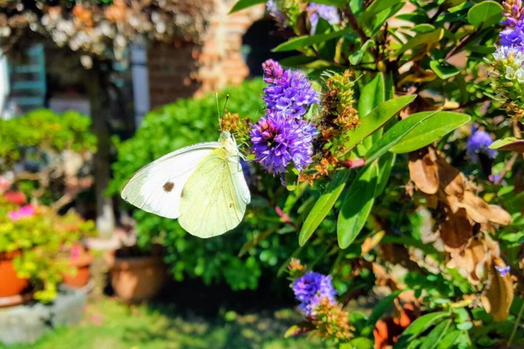 Appartamento Bellavista la tua romantica vacanza sul Trasimeno Castiglione del Lago Esterno foto